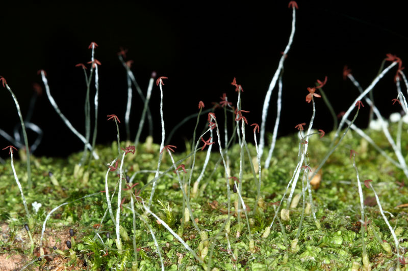 Syzygiella autumnalis